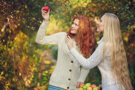 Two sisters in Fall yellow apple orchard. Autumn outside in colorful fall forestの写真素材