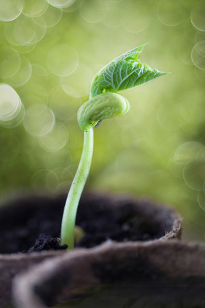 Green sprout growing in the pots, new or start or beginning conceptの写真素材