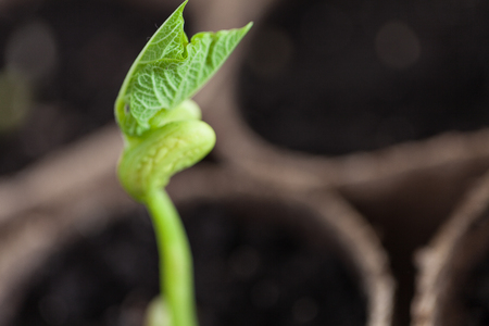 Green sprout growing in the pots, new or start or beginning conceptの写真素材