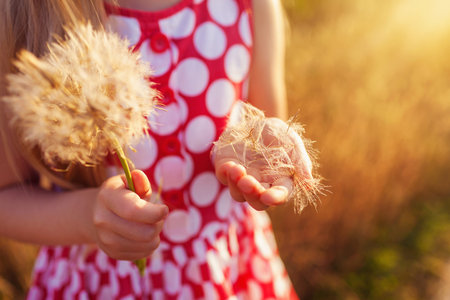 Little girl with dandelion on a meadow in the sunset.の写真素材