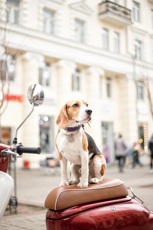 Beagle dog on a scooter on a city streetの写真素材
