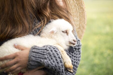 lamb in the hands of a woman, white lambの写真素材