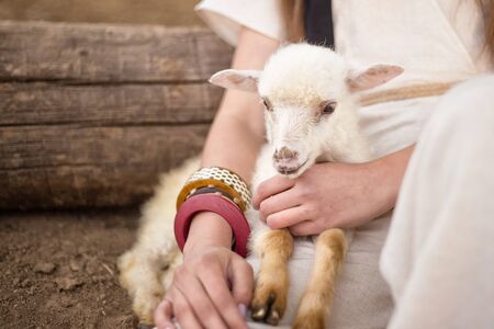 lamb in the hands of a woman, white lambの写真素材
