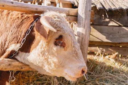 Year of the bull 2021. Bull zodiac symbol of the year 2021.The concept of livestock and organic...