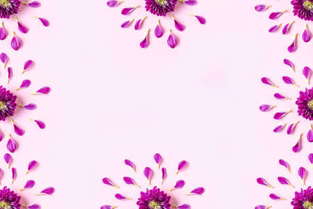 pink chrysanthemum on a pink background with a space for text. layout of pink and green petals on a pink background with space for text. concept of womens holiday, spring holiday, Valentines dayの写真素材