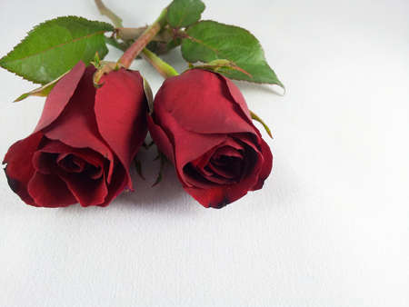 Red rose 6 @ kazama14 の写真素材