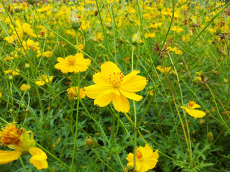 Cosmos flower 1 @ kazama14 の写真素材