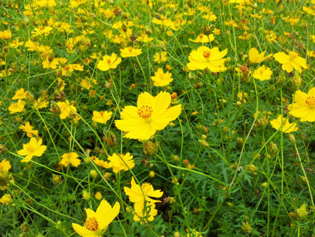 Cosmos flower の写真素材