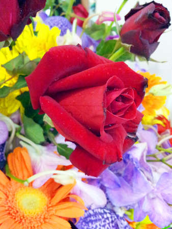 Red rose の写真素材