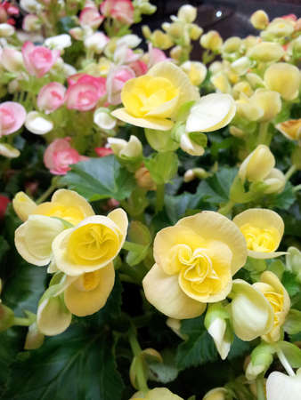  Begonia flower 1 @ kazama14の写真素材