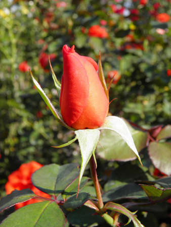 Orange rose の写真素材