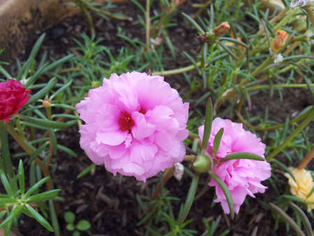 Purslane flower 2の写真素材