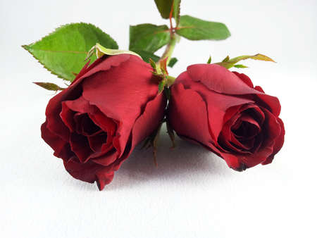 Red roseの写真素材