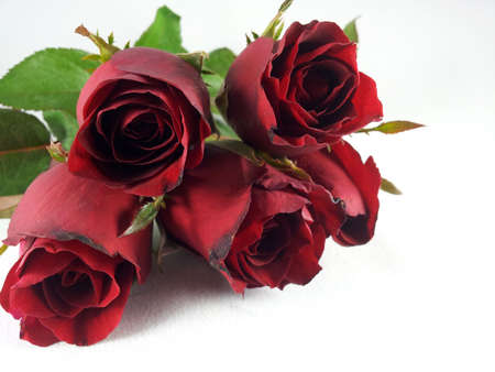 Red roseの写真素材