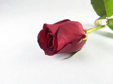 Red roseの写真素材