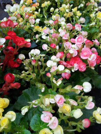 Begonia flower 6の写真素材