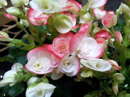 Begonia flower 8の写真素材