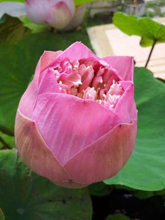 Pink lotus flower 1の写真素材