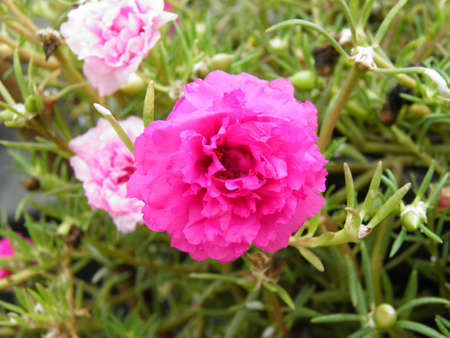 Purslane flower 3の写真素材