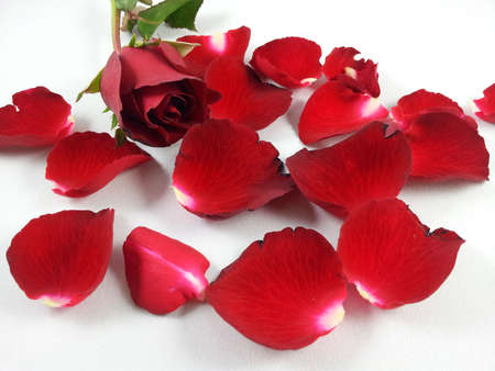 Red rose の写真素材