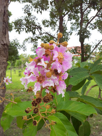 Pink Lythraceae flowerの写真素材