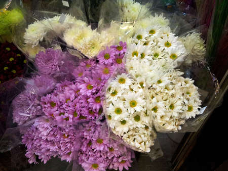 Daisy flowerの写真素材