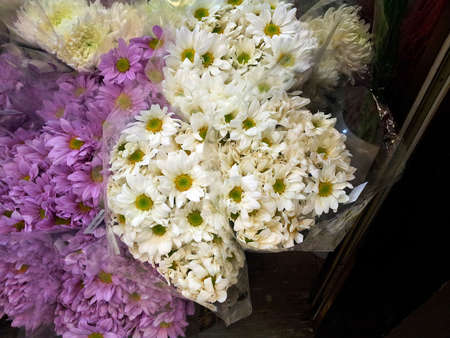 Daisy flowerの写真素材