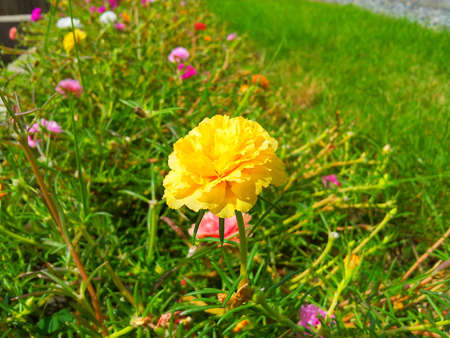 Purslaneの写真素材