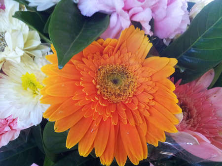 Beautiful flowerの写真素材