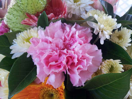Beautiful flowerの写真素材