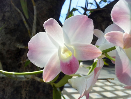 Orchid