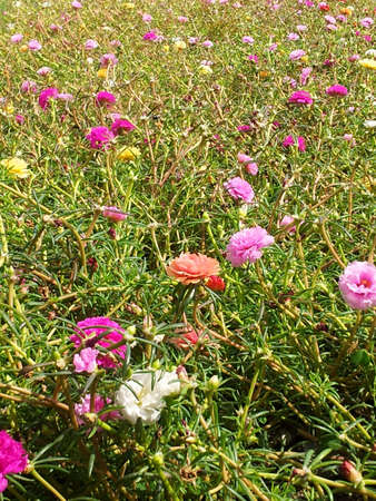 Purslane flower の写真素材