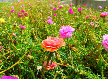 Purslane flower の写真素材