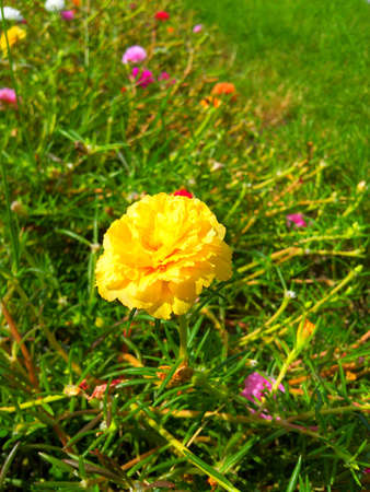 Purslane flower の写真素材