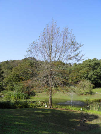 Park in Japanの写真素材