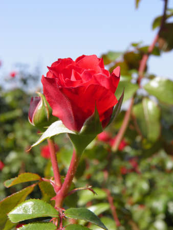 Red roseの写真素材