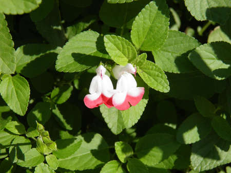 Grass flower の写真素材