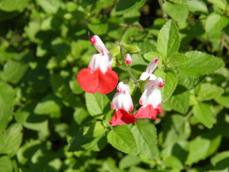 Grass flower の写真素材