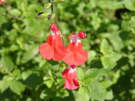 Grass flower の写真素材