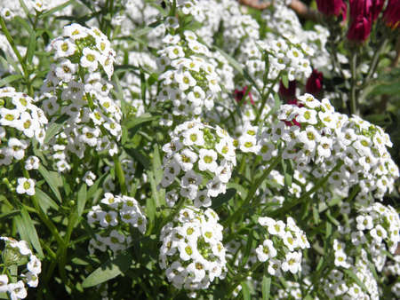 White flower in Japan の写真素材