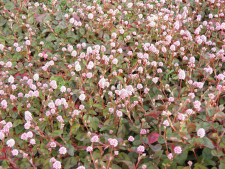 Polygonum capitatumの写真素材