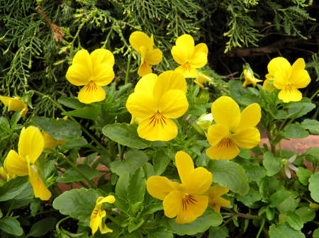Viola orientalisの写真素材