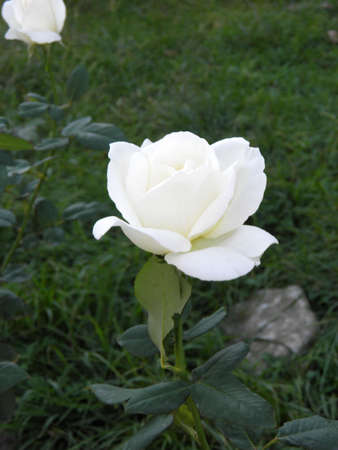 White roseの写真素材