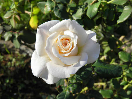 White roseの写真素材