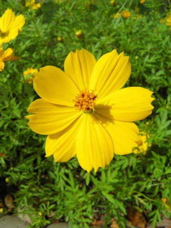 Cosmos flowerの写真素材