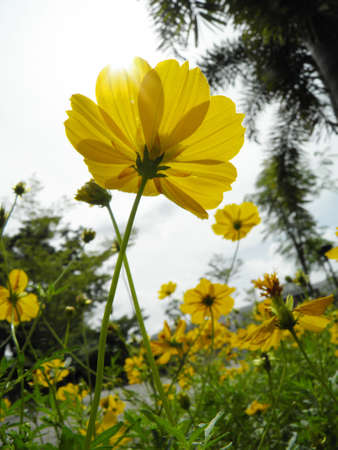 Cosmos flowerの写真素材