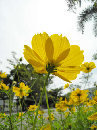 Cosmos flowerの写真素材