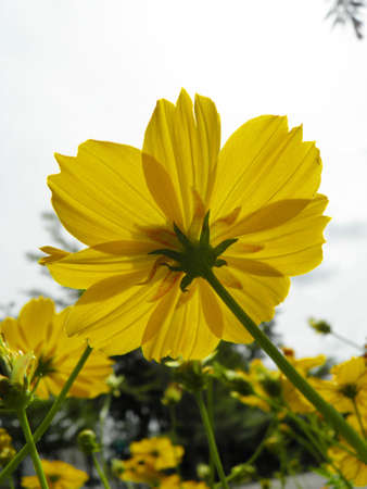 Cosmos flowerの写真素材
