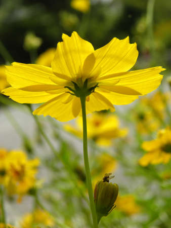 Cosmos flowerの写真素材