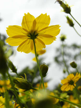 Cosmos flowerの写真素材